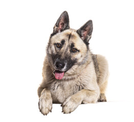 Bastard dog, Malinois cross with Husky, isolated on white