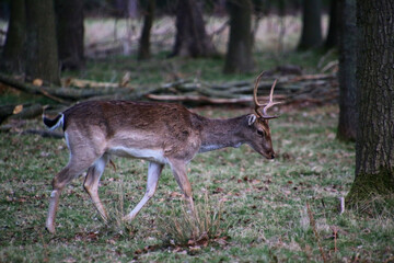 Naklejka na ściany i meble A view of a Fallow Deer in the wild in Shropshire