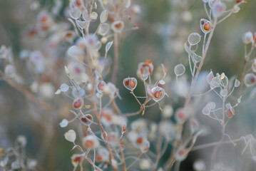 Pflanze, Bokeh, romantisch