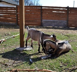 horse and foal