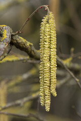 Floraison de Corylus avallana constituée de chatons mâle	