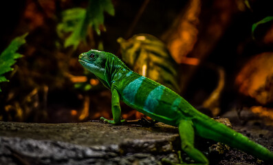 green lizard on a branch