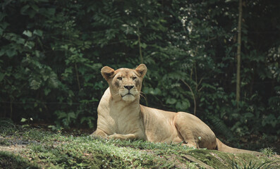 lion in the grass