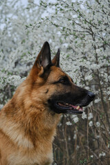 Postcard or invitations with the pet. German shepherd dog posing outside in spring on white flowering bush. Charming dog near flowering tree, close-up portrait profile view.