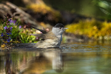 Blackcap
