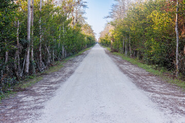 Fototapeta na wymiar shaded road among the Everglades