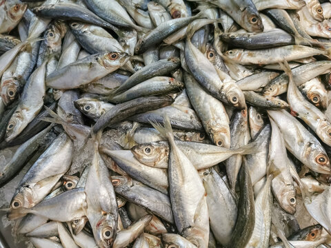 Detailed view of several sardines, whole fresh fish surrounded by crushed ice for sale at a supermarket fishmonger, commercial food photography