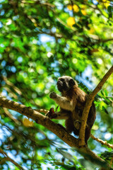Cotton-top Tamarin in Cartagena Colombia