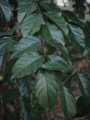 Fototapeta na wymiar Low Hanging leaf in Moody green effect.