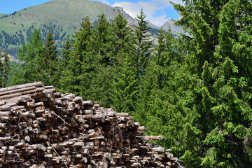 Holzvorräte