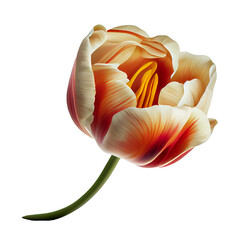 tulip isolated on transparent background