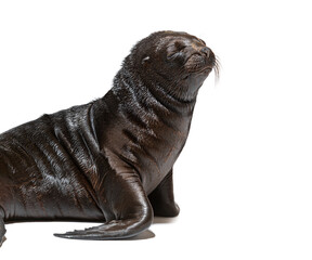 Obraz premium Pup South American sea lion two months old, Otaria byronia, isolated on white