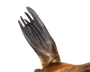 Close up on a flippers of a South American sea lion, Otaria byronia, isolated on white