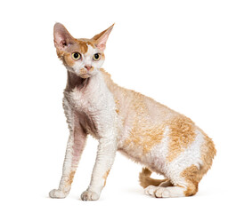 Side view of a Devon rex cat looking away, isolated on white