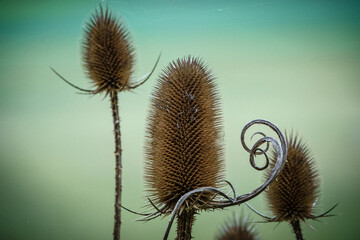 Distel