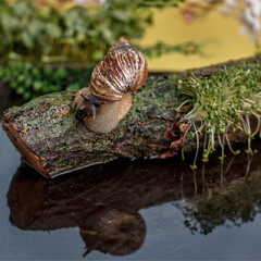 A large Akhatina snail in  natural conditions tats young shoots of greenery grown on a log