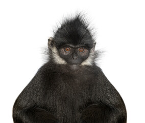 head shot of a François' langur, Trachypithecus francoisi, primate, isolated on white