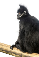 François' langur on a piece of wood, Trachypithecus francoisi, isolated on white