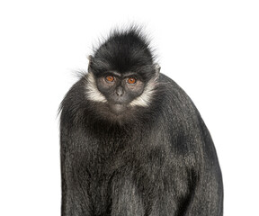 head shot of a François' langur, Trachypithecus francoisi, primate, isolated on white