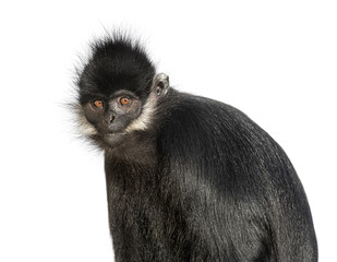 Close-up on a François' langur, Trachypithecus francoisi, isolated on white