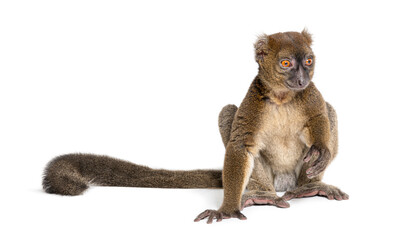 Greater bamboo lemur sitting one hand on the ground, Prolemur simus, Isolated on white