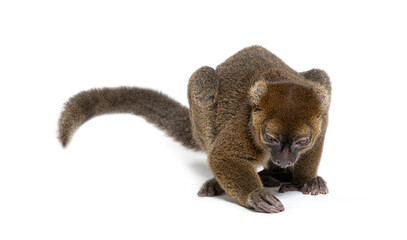 Greater bamboo lemur looking down and trying to catch something on the ground, Prolemur simus, Isolated on white © Eric Isselée