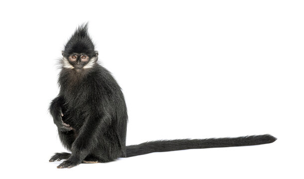 Young Fran&ccedil;ois' langur looking at the camera, Trachypithecus francoisi, isolated on white