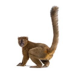 Back view of a Greater bamboo lemur looking at the camera, Prolemur simus, Isolated on white