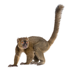 Fototapeta premium Greater bamboo lemur, Prolemur simus, Isolated on white