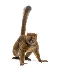 Greater bamboo lemur, Prolemur simus, Isolated on white
