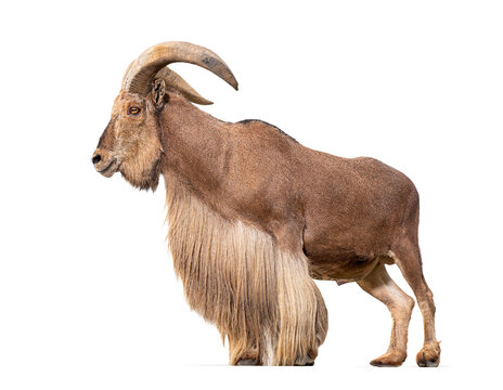 Barbary sheep, Ammotragus lervia, Isolated on white