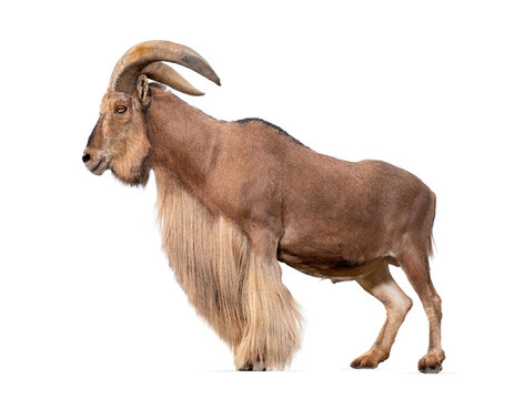 Barbary sheep, Ammotragus lervia, Isolated on white