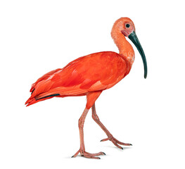 Side view of a Scarlet ibis walking away, Eudocimus ruber, Isolated on white