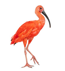Side view of a Scarlet ibis walking, Eudocimus ruber, Isolated on white - obrazy, fototapety, plakaty