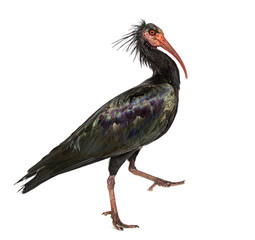 Side view of a Northern Bald Ibis walking, Geronticus eremita, Isolated on white