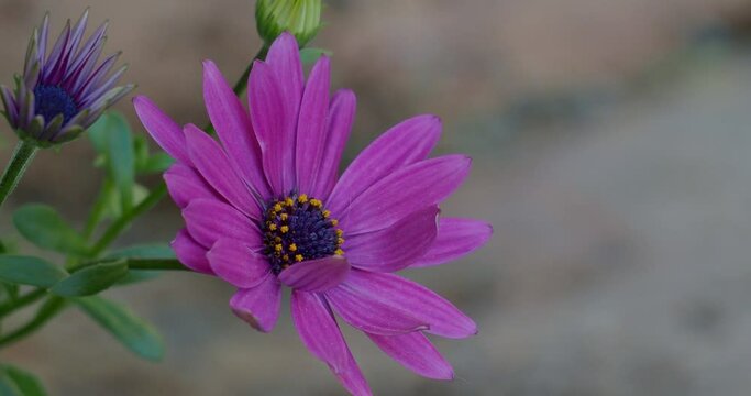 Purple daisy flowers in spring 