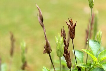 brown bush in the field