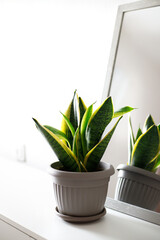 Sansevieria three-lane, small in the room. The concept of minimalism. houseplant care concept