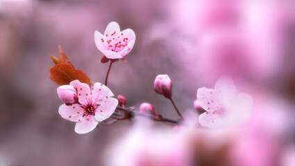 defocused delicate pink flowers. cherry blossom branch.Selective focus