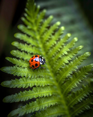 Close-up of a ladybug crawling along the edge of a bright green, curled fern frond, the vivid red and black insect contrasting against the lush spring foliage.