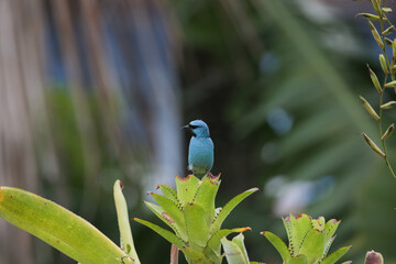 Passaro azul na floresta com fundo desfocado para natureza.