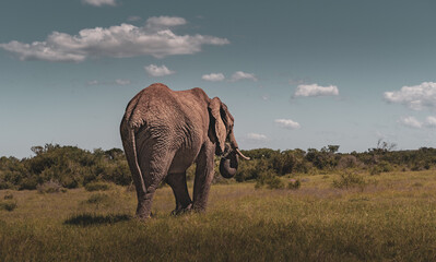 Fototapeta na wymiar elephant in addo elephant park