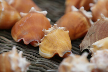 Concha do fundo do mar ostras na cor marrom.