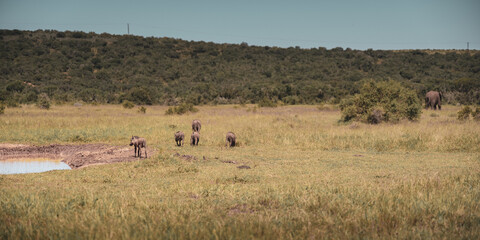 Fototapeta na wymiar warthogs at addo park