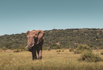 elephant in addo elephant park