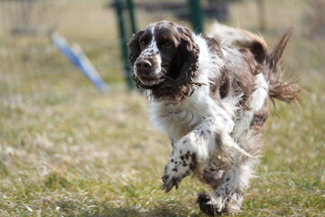 Springer spaniel biegnący pies