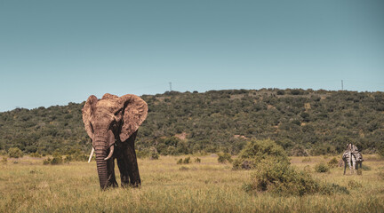 elephant in addo elephant park