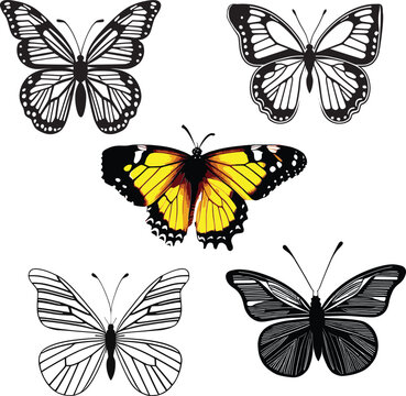Butterfly Line Art Vector Drawing