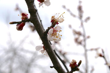 blossoming of an apricot tree