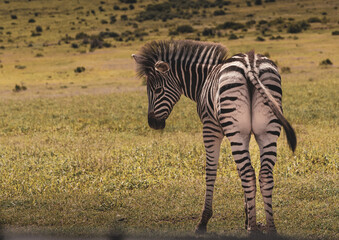 zebras at addo park